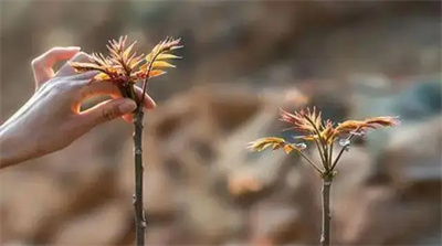 图片细节